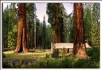Secuoyas gigantes, giant sequoias.